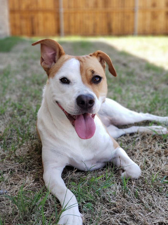 Photo of Short-coat Tan and White Dog